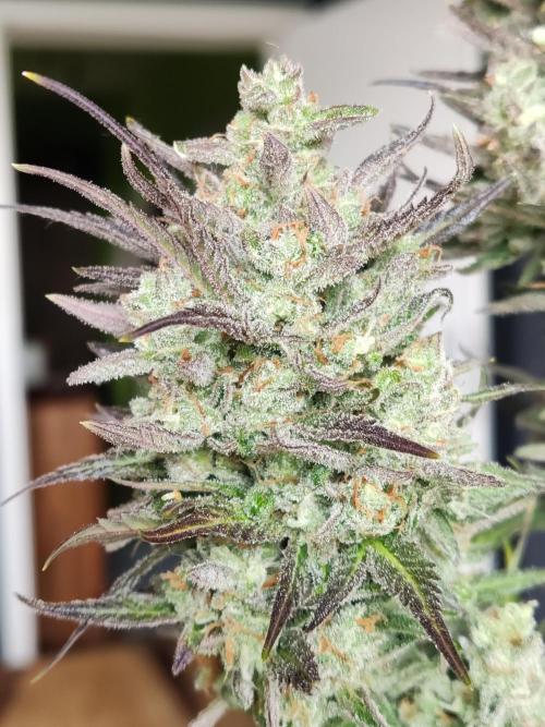 Auto Red Tropicana Cookies. Week 12