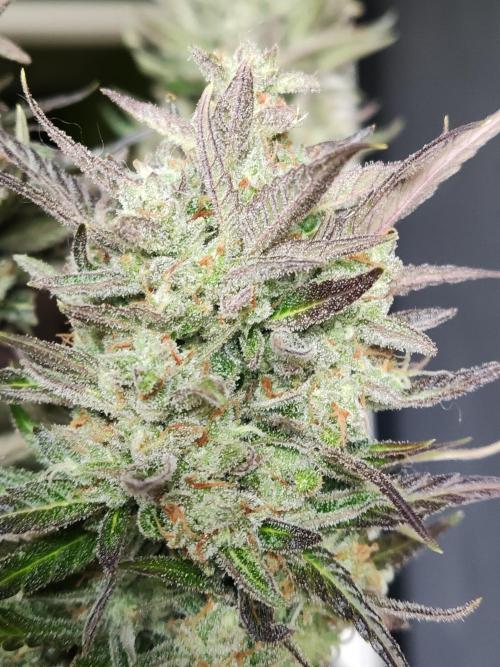 Auto Red Tropicana Cookies. Week 12