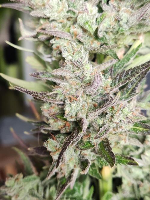 Auto Red Tropicana Cookies. Week 12