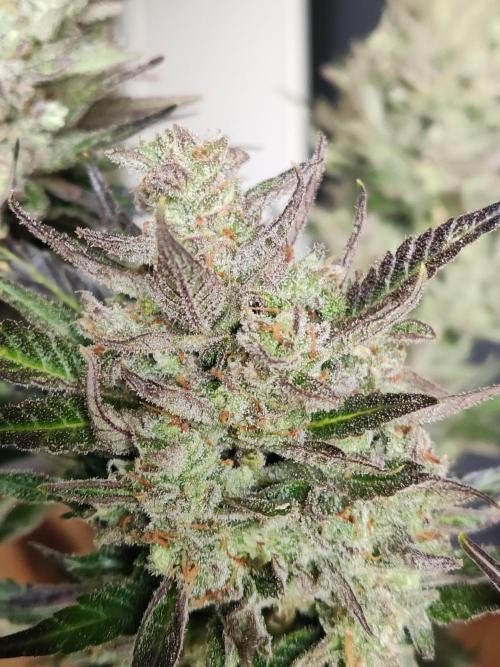 Auto Red Tropicana Cookies. Week 12