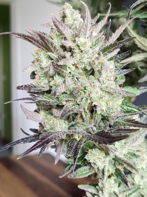 Auto Red Tropicana Cookies. Week 12
