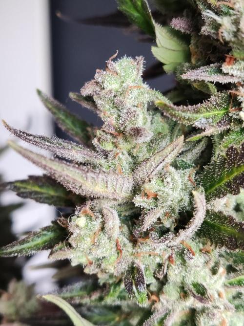 Auto Red Tropicana Cookies. Week 12