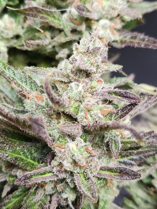 Auto Red Tropicana Cookies. Week 12