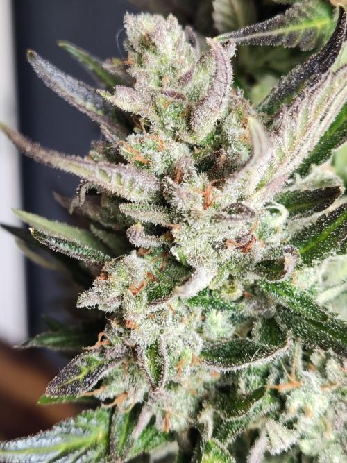 Auto Red Tropicana Cookies. Week 12