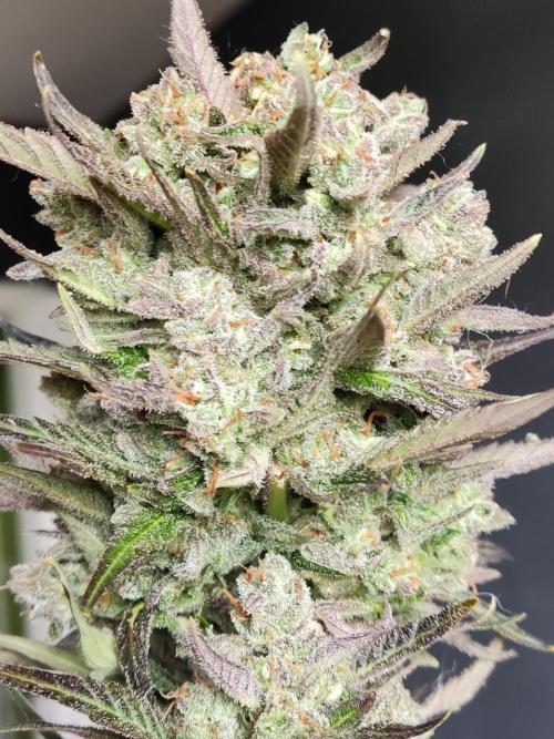 Auto Red Tropicana Cookies. Week 12