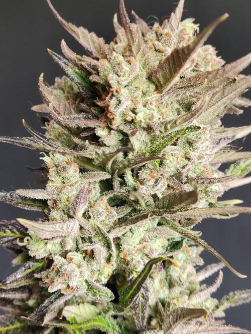 Auto Red Tropicana Cookies. Week 12
