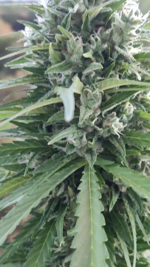 Durban Poison Autoflower