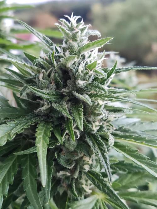 Durban Poison Autoflower. Week 9