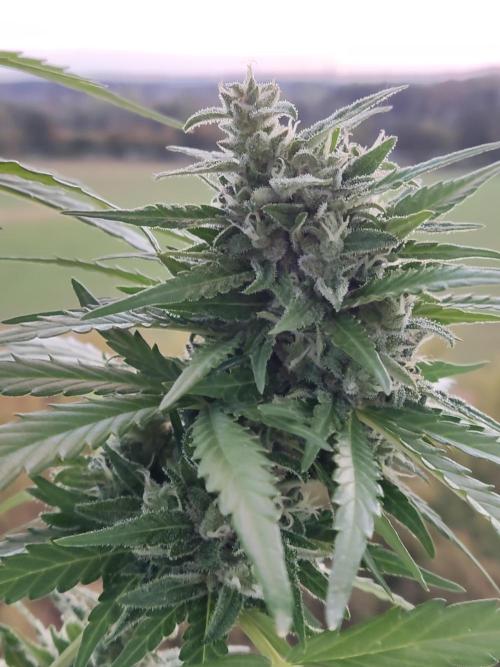 Durban Poison Autoflower. Week 9