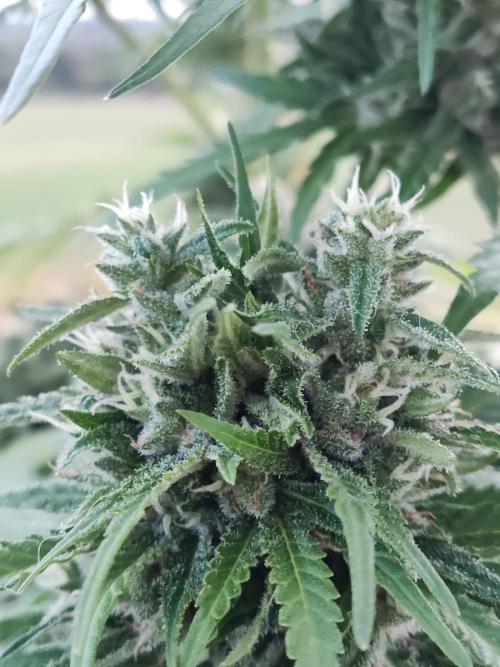 Durban Poison Autoflower. Week 9
