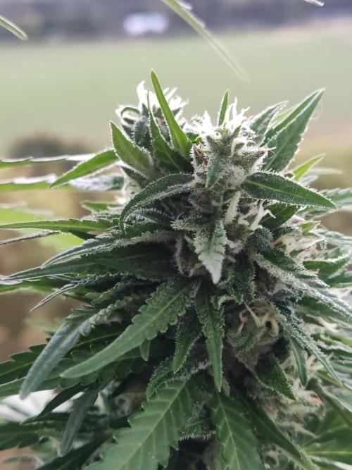 Durban Poison Autoflower. Week 9