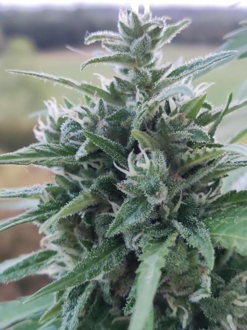 Durban Poison Autoflower. Week 9