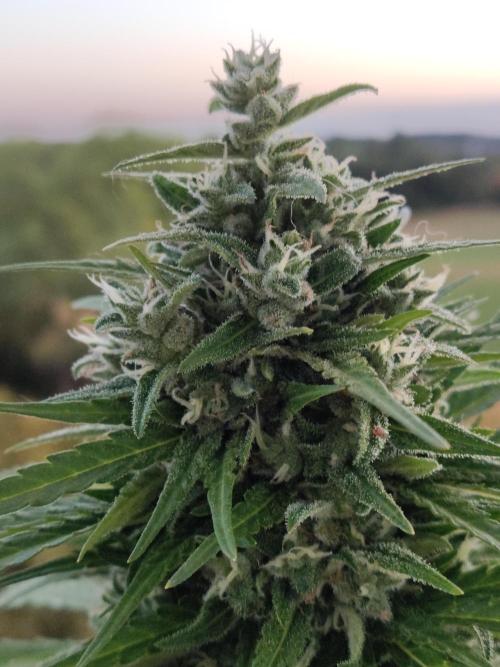 Durban Poison Autoflower. Week 9