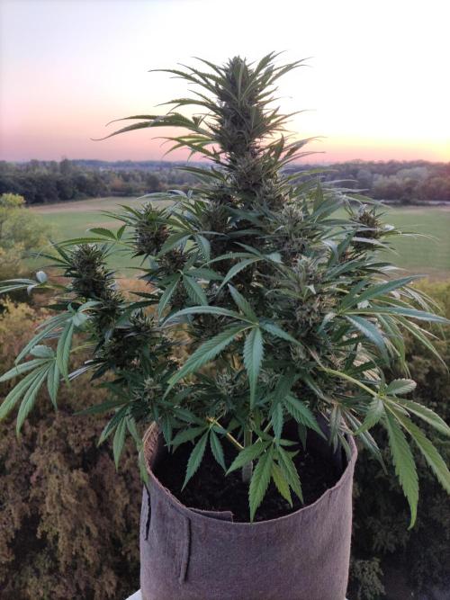 Ghost Train Haze Auto. Week 10