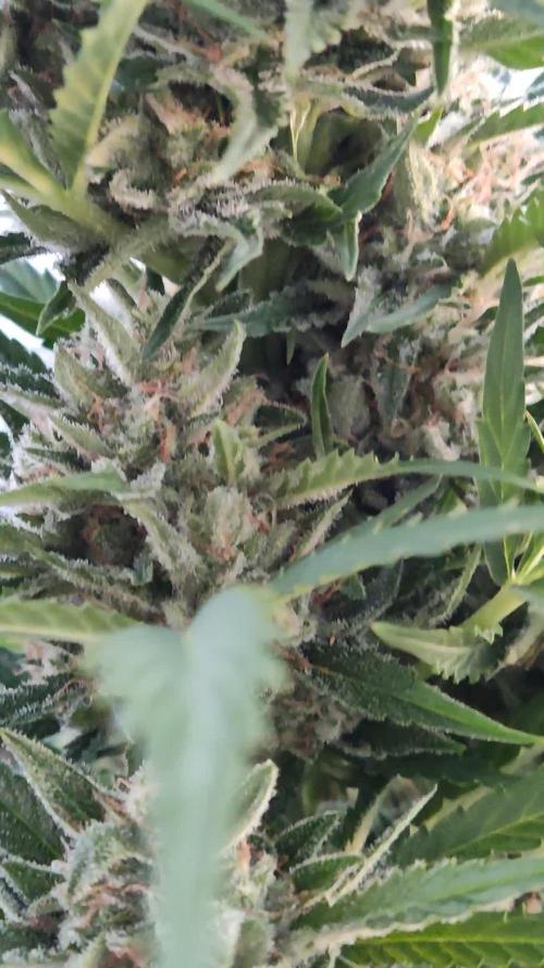 Ghost Train Haze Auto