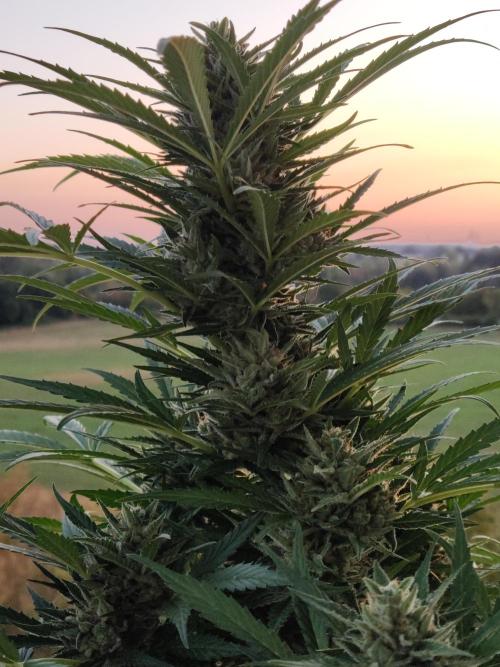 Ghost Train Haze Auto. Week 10