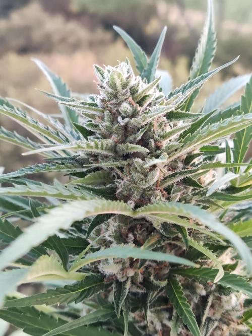 Ghost Train Haze Auto. Week 10