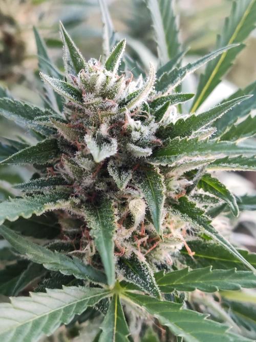 Ghost Train Haze Auto. Week 10
