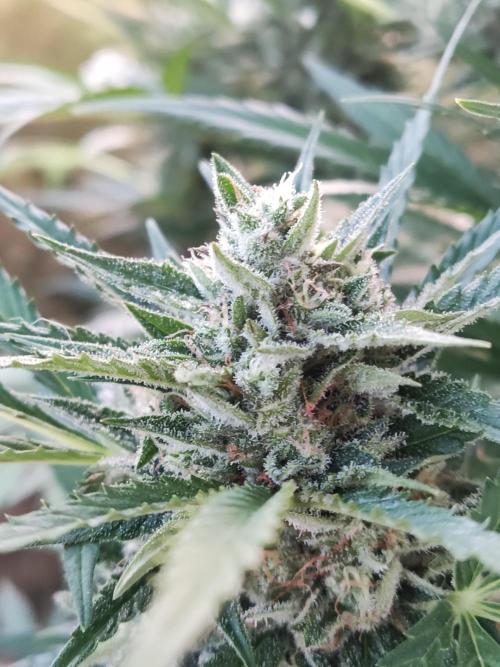 Ghost Train Haze Auto. Week 10