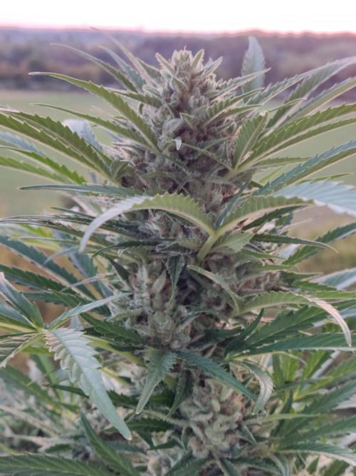Ghost Train Haze Auto. Week 10