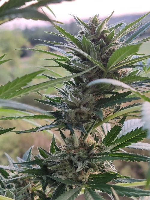 Ghost Train Haze Auto. Week 10