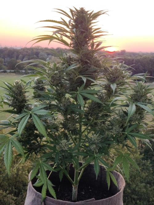 Ghost Train Haze Auto. Week 10