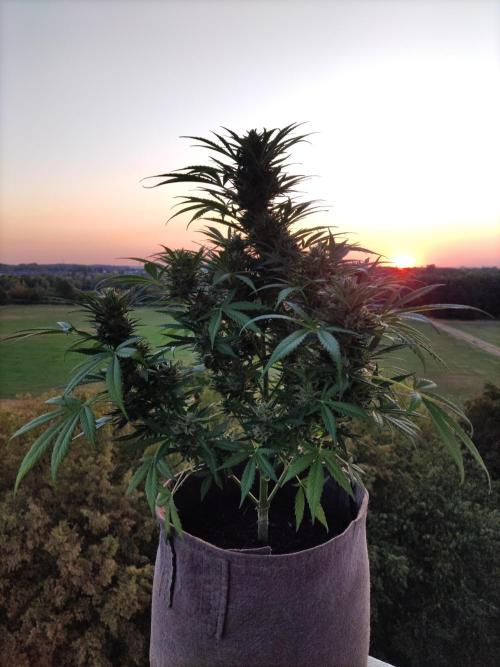 Ghost Train Haze Auto. Week 10