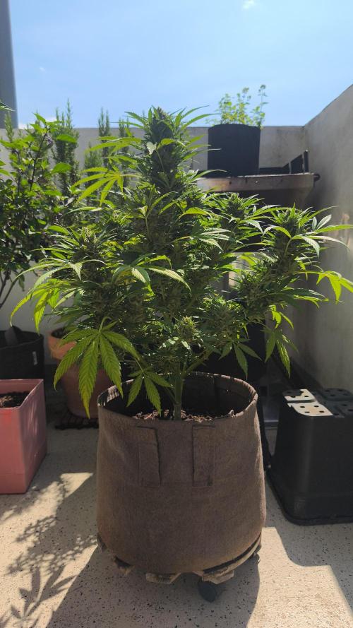 Ghost Train Haze Auto. Week 11 - Tag 77