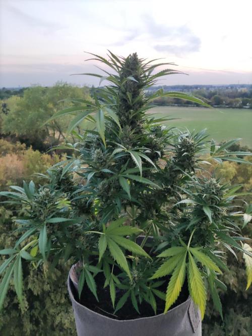 Ghost Train Haze Auto. Week 11