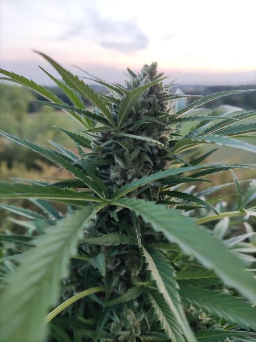 Ghost Train Haze Auto. Week 11