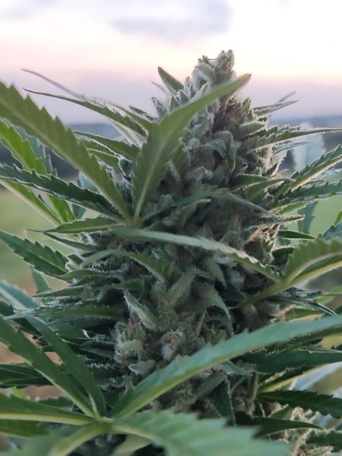 Ghost Train Haze Auto. Week 11