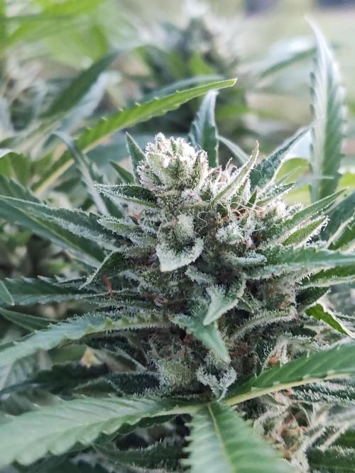 Ghost Train Haze Auto. Week 11