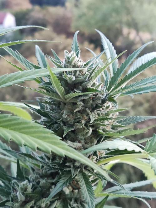Ghost Train Haze Auto. Week 11