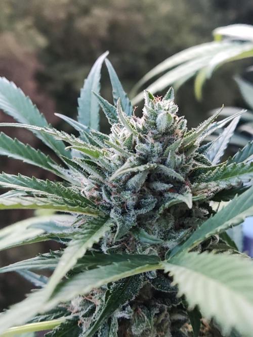 Ghost Train Haze Auto. Week 11