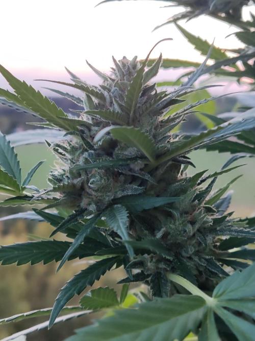 Ghost Train Haze Auto. Week 11