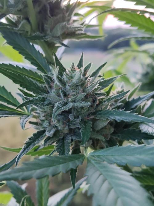 Ghost Train Haze Auto. Week 11