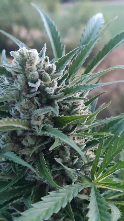 Ghost Train Haze Auto