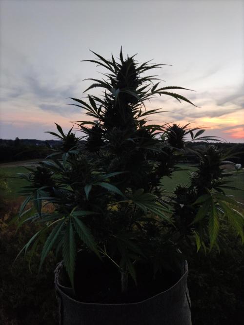 Ghost Train Haze Automatic. Week 11