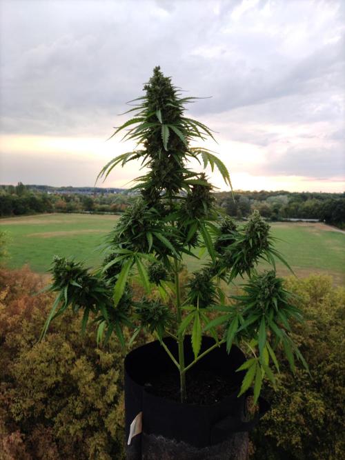 Durban Poison Autoflower. Week 10 - Tag 70