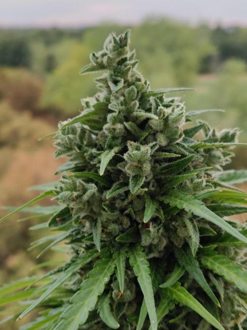 Durban Poison Autoflower. Week 10