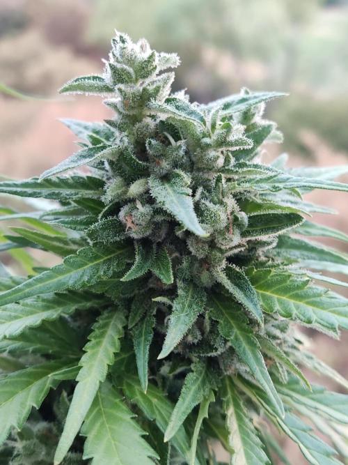Durban Poison Autoflower. Week 10