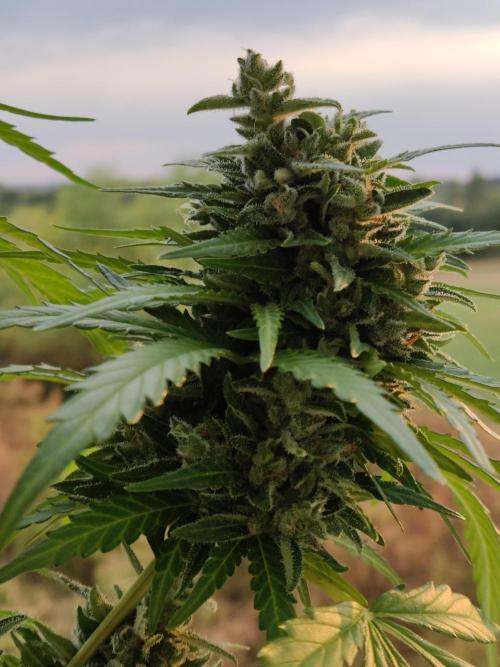 Durban Poison Autoflower. Week 10