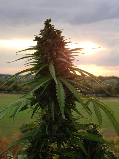 Durban Poison Autoflower. Week 10
