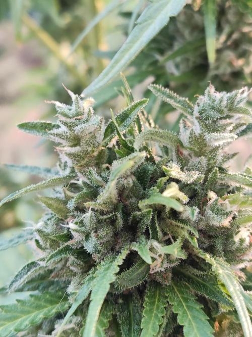 Durban Poison Autoflower. Week 10