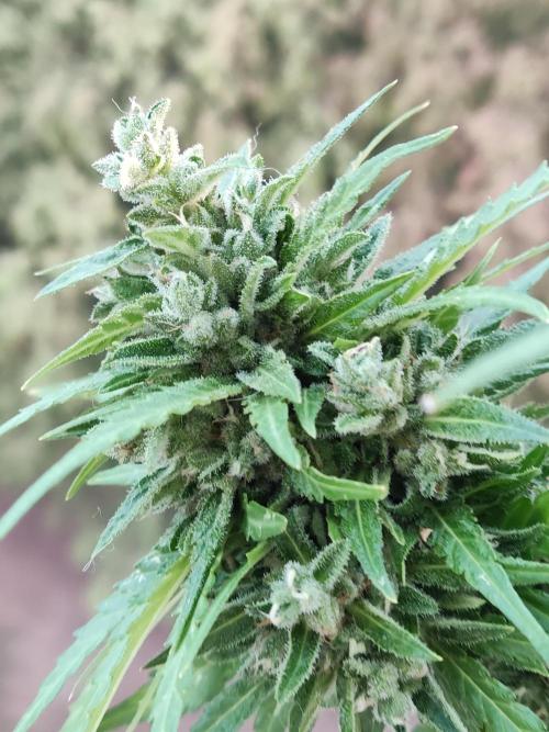 Durban Poison Autoflower. Week 10