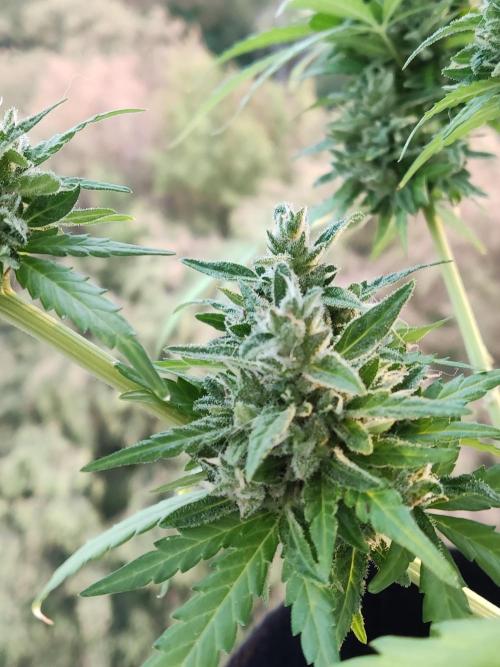 Durban Poison Autoflower. Week 10