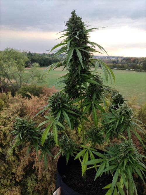 Durban Poison Autoflower. Week 10