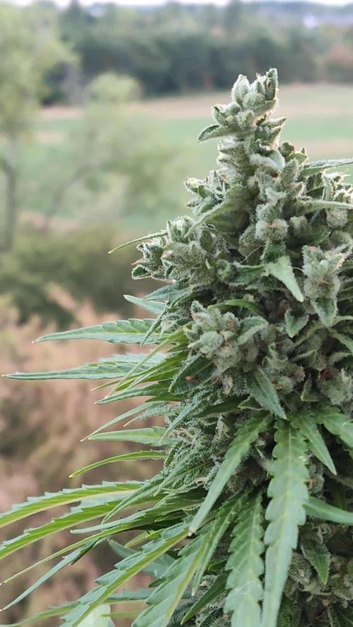 Durban Poison Autoflower