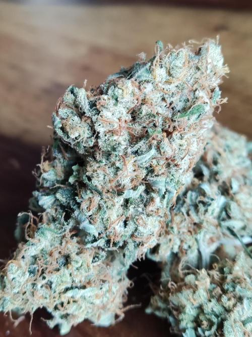 Creamzilla Auto ( In & Outdoor ). Week 13