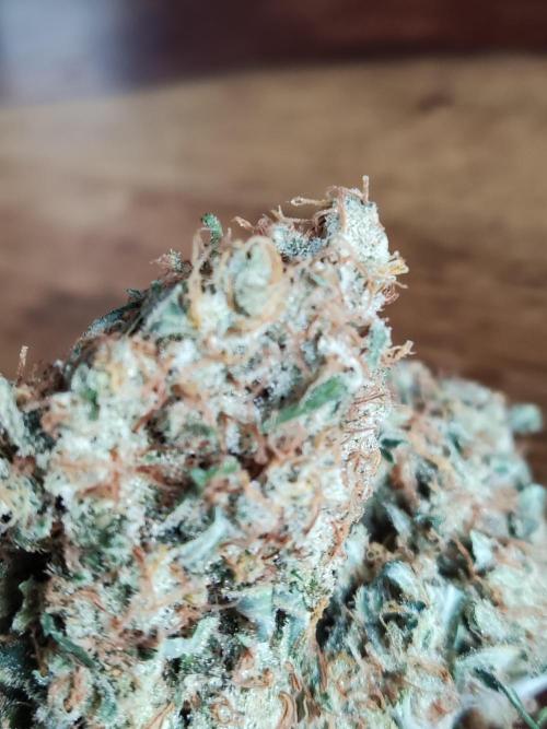 Creamzilla Auto ( In & Outdoor ). Week 13